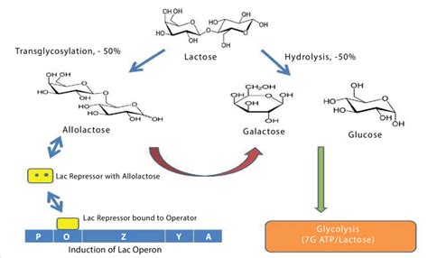 what is beta galactosidase|β.